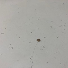 ダイニングテーブルの画像