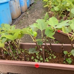 ①イチジク (マルセイユブラン)苗木セットの画像