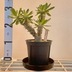 ランキングキーワードに紐づく投稿画像-多肉植物