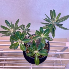パキポディウム・デンシフローラム【5号鉢/鉢皿付き】の画像