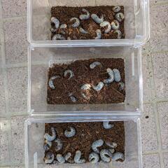 予約済③愛媛県産カブトムシ幼虫　10匹お得の画像