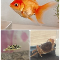 一旦募集中止の画像