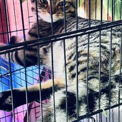 2頭の里親募集です。