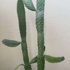 バンザイサボテンの苗　（墨烏帽子）の画像