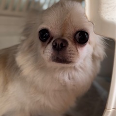 🌸決定🌸チワワ🌼3歳♀
