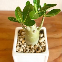 🉐ジブリ感ある可愛い見た目！枝数多くぽってり幹！アラビカ半島の珍種植物の画像