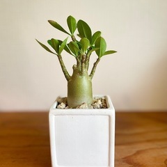 🉐ジブリ感ある可愛い見た目！枝数多くぽってり幹！アラビカ半島の珍種植物の画像
