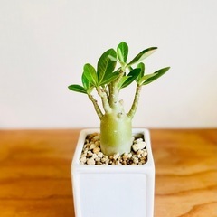 🉐ジブリ感ある可愛い見た目！枝数多くぽってり幹！アラビカ半島の珍種植物の画像