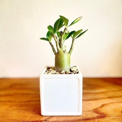 🉐ジブリ感ある可愛い見た目！枝数多くぽってり幹！アラビカ半島の珍種植物の画像