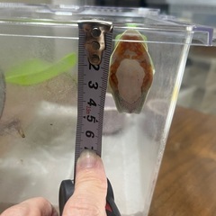 アカメアマガエルの画像