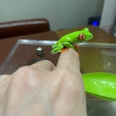 アカメアマガエルの画像