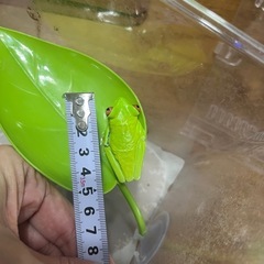 アカメアマガエルの画像