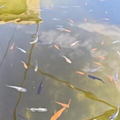 改良メダカ20匹300円〜③の画像