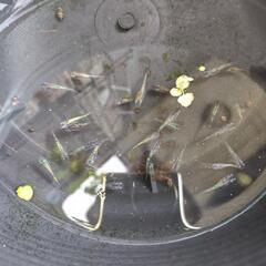 決定名前忘れたラメの入ったメダカの画像