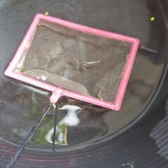 決定名前忘れたラメの入ったメダカの画像