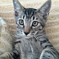 【たんじろう】　4カ月キジ♂　【ねずこ】と兄妹一緒の譲渡希望