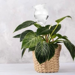 給水ボール　給水器　モスポール　1個の画像