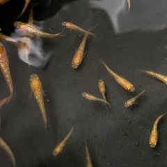 【メダカ】紅華 45匹前後の画像