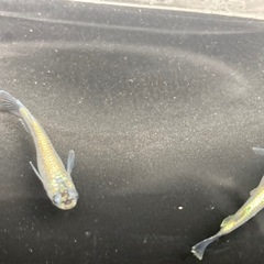 レックウザ　若魚５匹
の画像