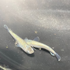レックウザ　若魚５匹
の画像