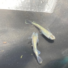 レックウザ　若魚５匹
の画像