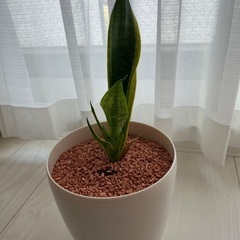 日比谷花壇　サンスベリア　セラミス植えの画像