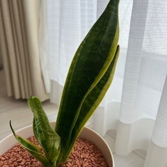日比谷花壇　サンスベリア　セラミス植えの画像