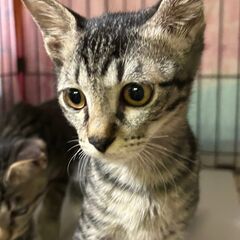 【ぜんいつ】　4カ月キジ♂　【いのすけ】・【ぎゆう】と兄弟…