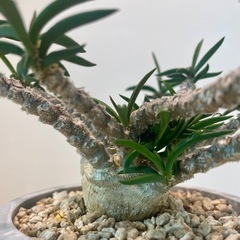 良株希少！キリンドフォリア・トゥビフェラ3号鉢の画像