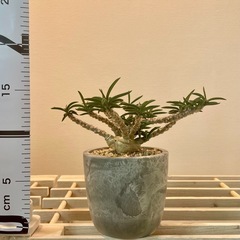 良株希少！キリンドフォリア・トゥビフェラ3号鉢の画像