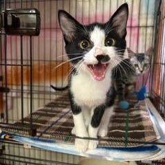 【ぎゆう】　4カ月白黒ハチワレ♂　抱っこ大好きな甘えん坊