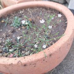 ピンクカスミソウの芽の画像