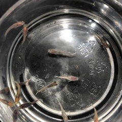 ダルマMIXメダカ③🐟若魚  10匹の画像