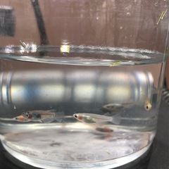 ダルマMIXメダカ③🐟若魚  10匹の画像