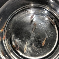 ダルマMIXメダカ③🐟若魚  10匹の画像