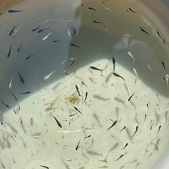 ミックスメダカ　稚魚　針子　100匹以上　まとめて　予約可能　の画像