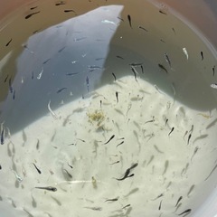 ミックスメダカ　稚魚　針子　100匹以上　まとめて　予約可能　の画像