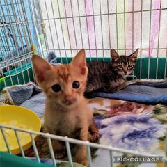 生後40日★兄妹一緒★川で遺棄された子猫