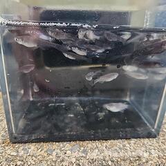 メダカ(ブラックダイヤヒレ長)¥1000/5匹の画像