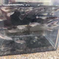 メダカ(ブラックダイヤヒレ長)¥1000/5匹の画像