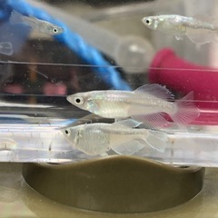【メダカ】ブルーファイヤー  30匹前後の画像
