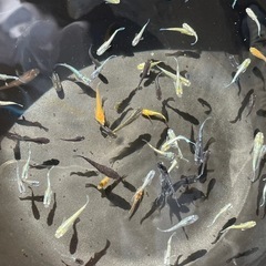 ミックスメダカ　80匹　まとめて　1センチ個体　予約可能　の画像