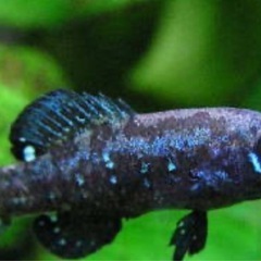 ピグミーサンフィッシュ　ペア　熱帯魚　魚の画像
