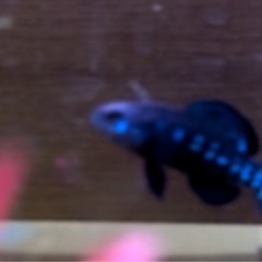 ピグミーサンフィッシュ　ペア　熱帯魚　魚の画像