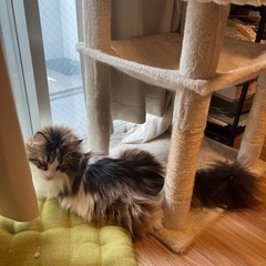キャットタワーの画像