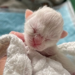 9/3に帝王切開で産まれました🍀🐾