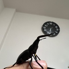 国産ノコギリクワガタペア　岐阜県産の画像