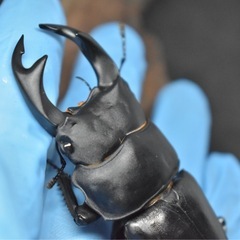 オオクワガタ(赤目)GOLOVKIN-R51系 黒目♂74mm 成虫トリオ 配送可能です 着払い料金が別途必要の画像