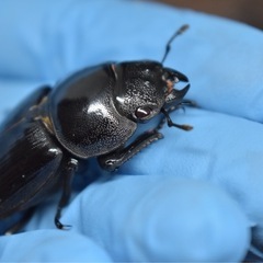 オオクワガタ(赤目)GOLOVKIN-R51系 黒目♂74mm 成虫トリオ 配送可能です 着払い料金が別途必要の画像