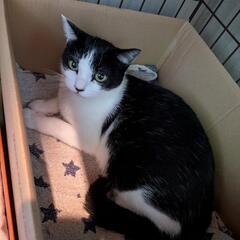 保護猫ちゃん☆優しい顔の白黒猫ちゃんの里親様を募集しております。
